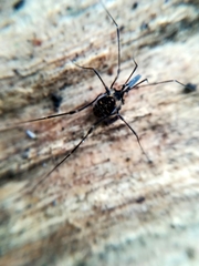 Mitostoma chrysomelas