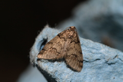 Tephronia lhommaria