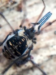 Mitostoma chrysomelas