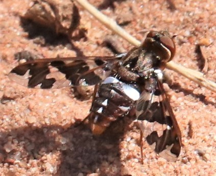 Exoprosopa caliptera photo 3