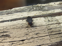 Melacoryphus rubicollis