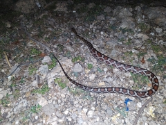 Pseudelaphe flavirufa