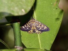 Dysphania bivexillata
