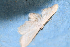 Idaea elongaria