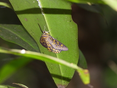 Dysphania bivexillata