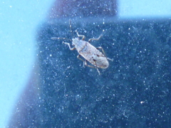 Heteroptera