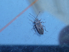 Heteroptera