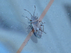 Heteroptera