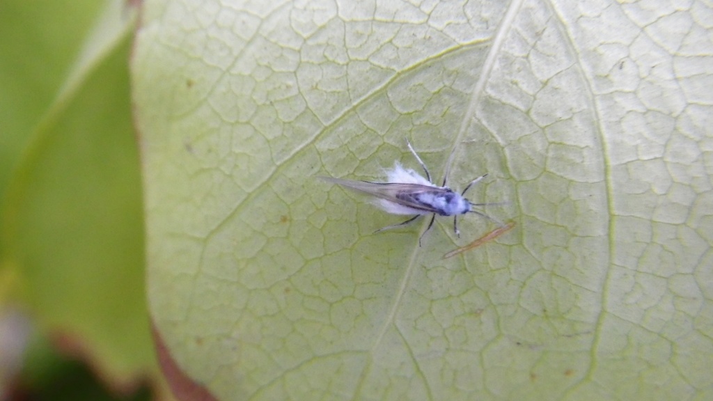 Prociphilus americanus
