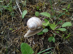 Helix pomatia