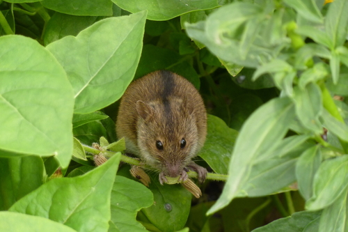 Striped Field Mouse