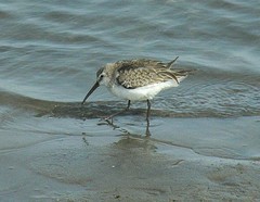 Calidris ferruginea