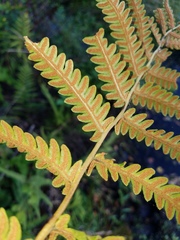 Anchistea virginica image