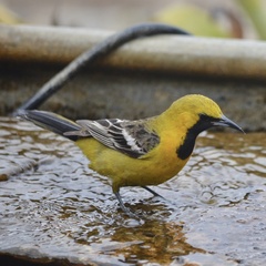 Icterus cucullatus nelsoni