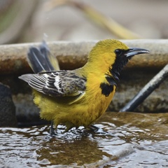 Icterus cucullatus nelsoni