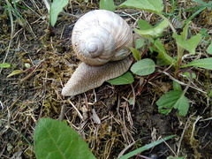 Helix pomatia