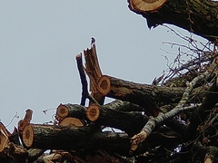 Phoenicurus phoenicurus