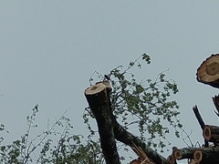 Phoenicurus phoenicurus