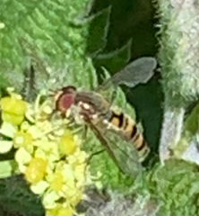 Episyrphus balteatus