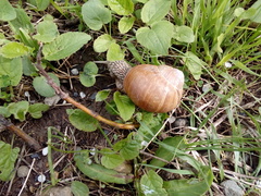 Helix pomatia