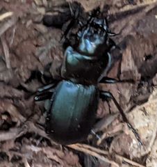 Pterostichus lama