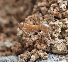 Formica dolosa