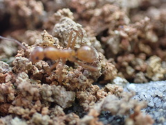 Formica dolosa