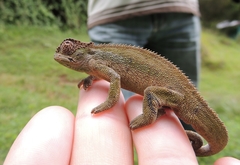 Dinsho Mountain Chameleon photo 2