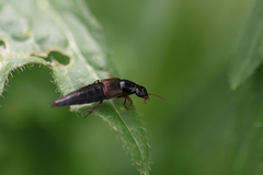 Raphirus