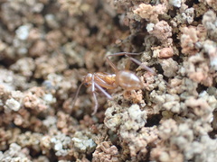 Formica dolosa