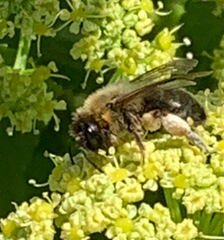 Andrena