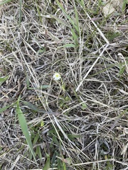 Cerastium arvense strictum
