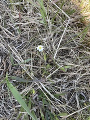 Cerastium arvense strictum