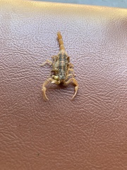 Centruroides suffusus