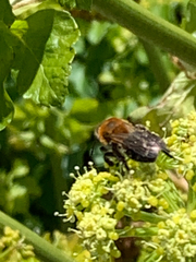 Andrena