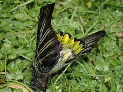 Troides magellanus sonani