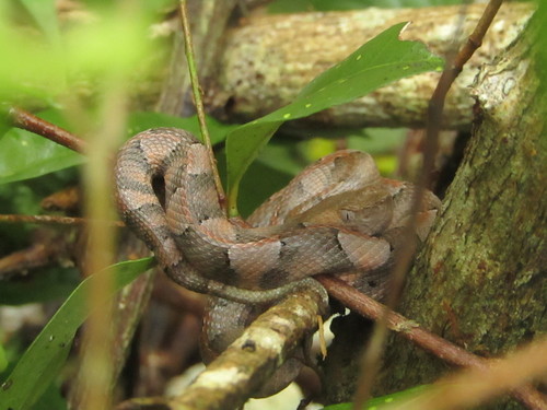 Yucatán Hognose Viper