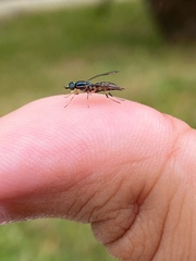 Merosargus