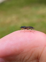 Merosargus