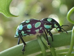 Pachyrhynchus sarcitis