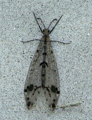 Dendroleon obsoletus
