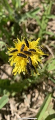Acmaeodera neglecta