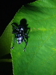 Pachyrhynchus sarcitis