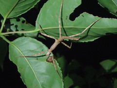 Phasmotaenia lanyuhensis