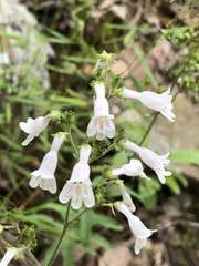 Penstemon arkansanus