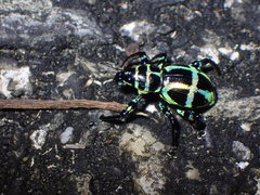 Pachyrhynchus sonani