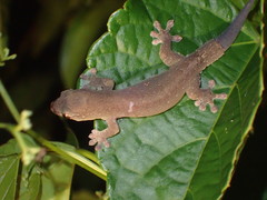 Lepidodactylus yami