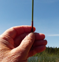 Juncus effusus pacificus