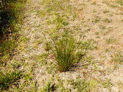 Juncus effusus pacificus