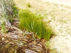 Juncus effusus pacificus
